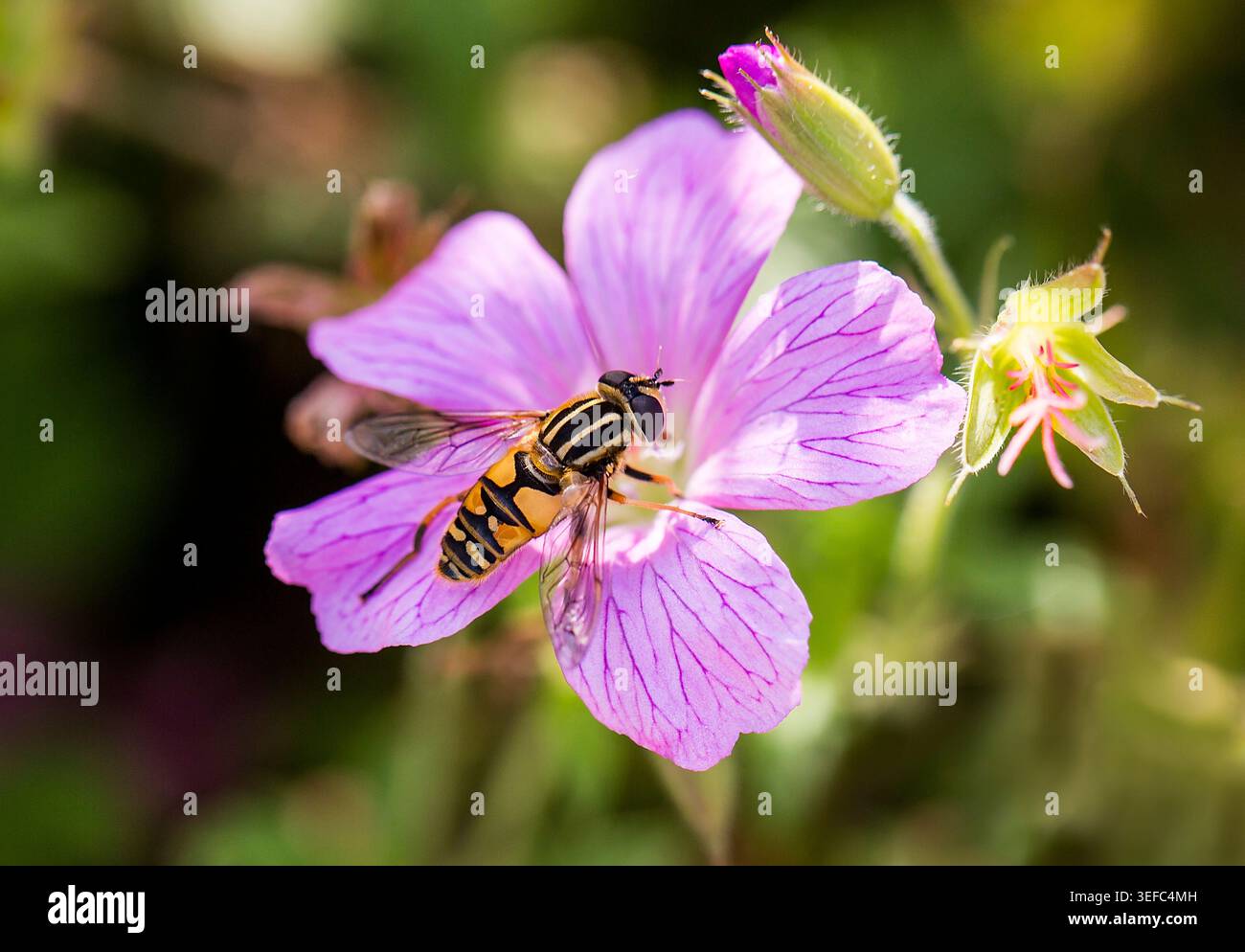 Hoverfly rassemblant le nectar sur un géranium cranesbill rose, capturé dans la délicate lumière du matin avec des détails vifs. Banque D'Images