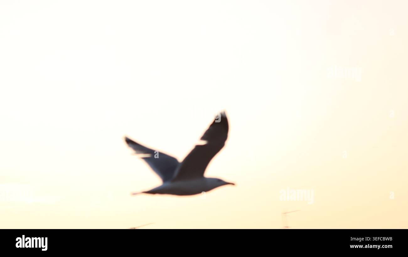 Gros plan en bas angle d'une mouette volant gracieusement à travers un ciel doré lumineux et chaud au crépuscule. Banque D'Images