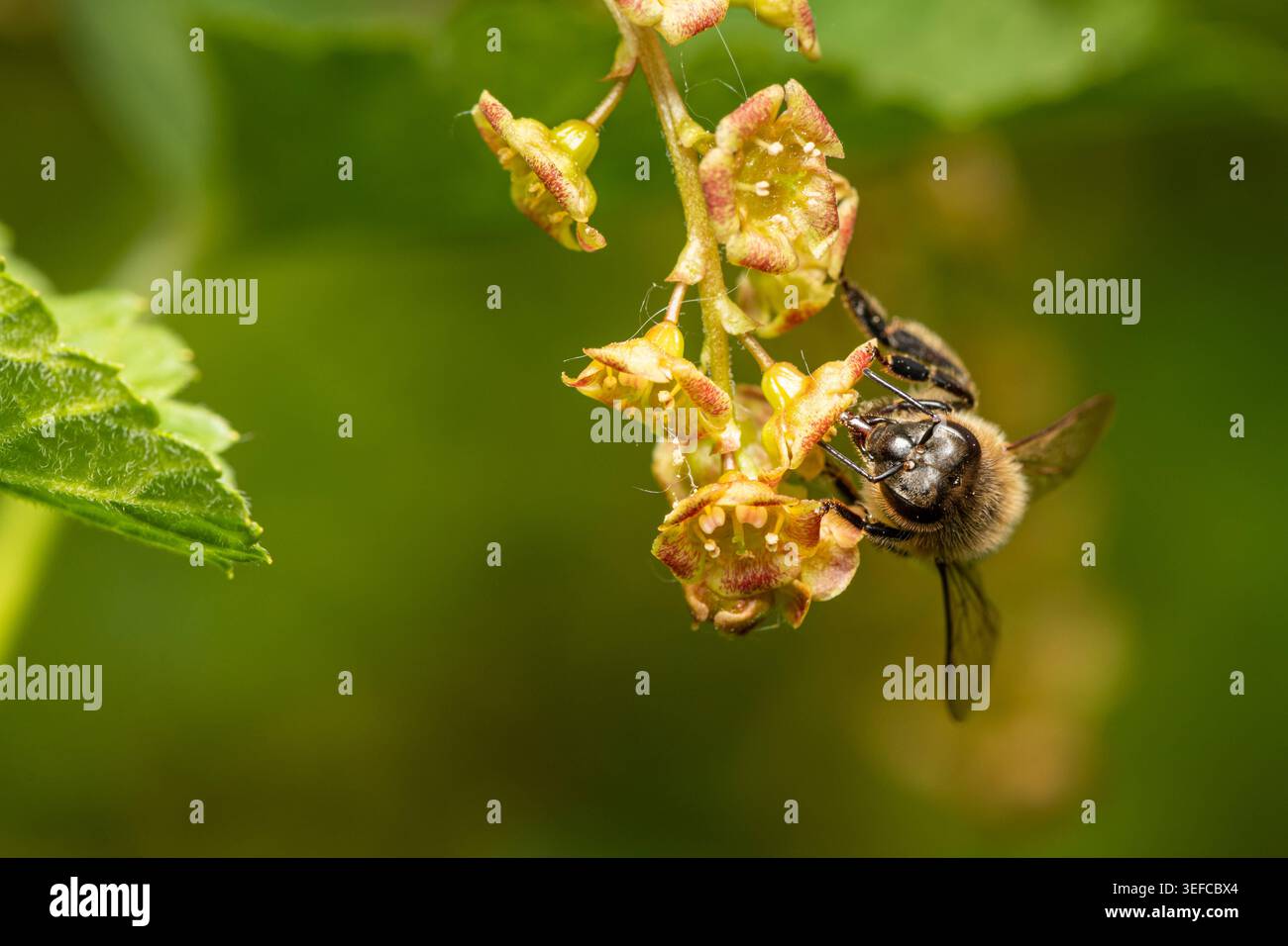 Abeille à fleurs poilue Anthophora plumipes se nourrit de fleur de cassis rouge Une abeille à fleurs poilue et poilue Anthophora plumipes se nourrit du minuscule f vert Banque D'Images