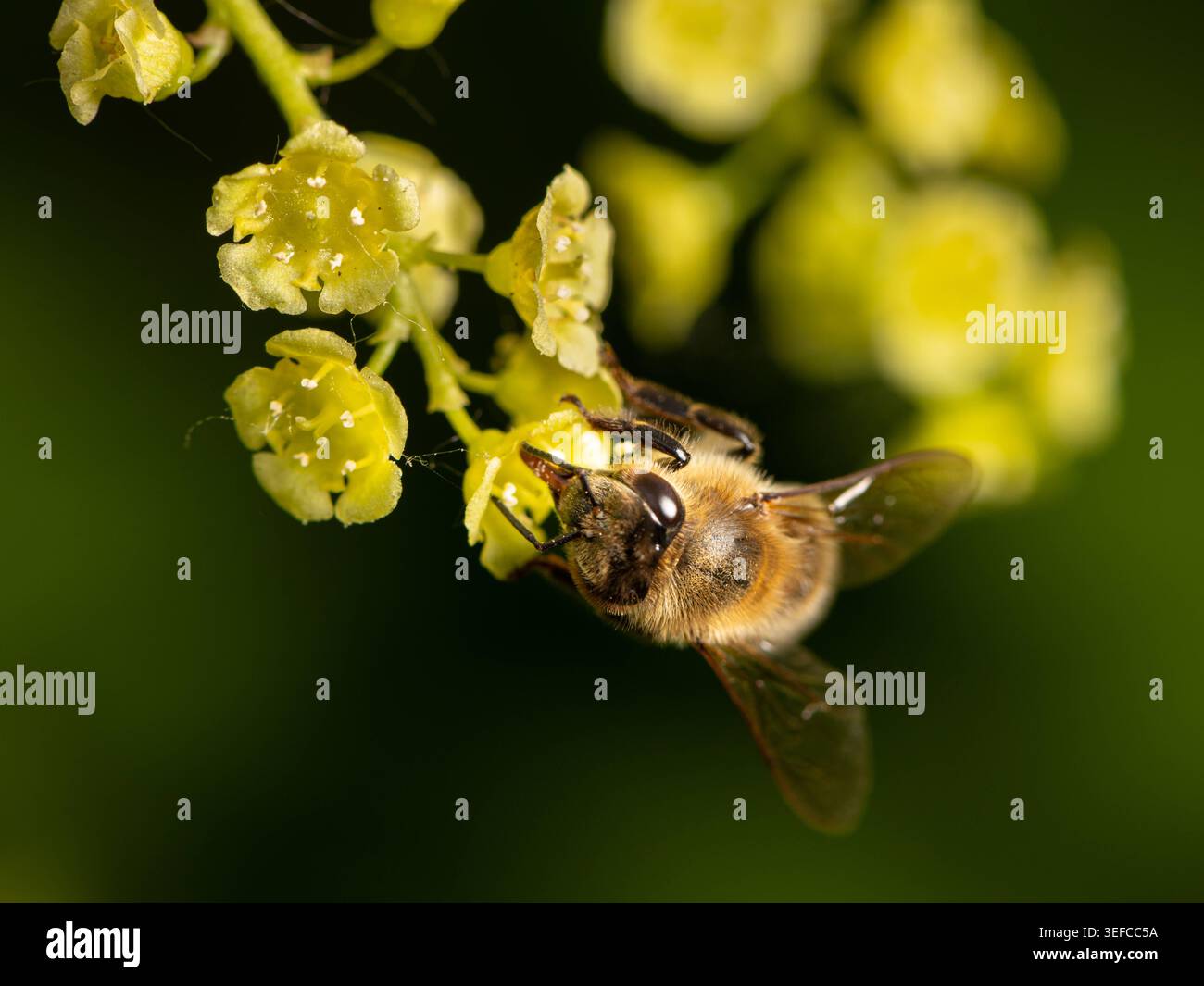 Abeille miel Apis mellifera travaille jaune grappe de fleurs de Mahonia au printemps Une abeille miel occidentale Apis mellifera aux yeux sombres brillants travaille le petit jaune Banque D'Images