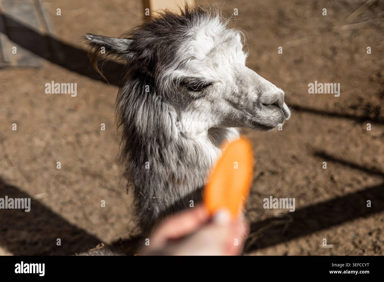 Alpaga manger une carotte d'un visiteur à l'extérieur, alimentation ludique de la ferme, interaction avec les animaux, activité de loisirs ruraux. Banque D'Images