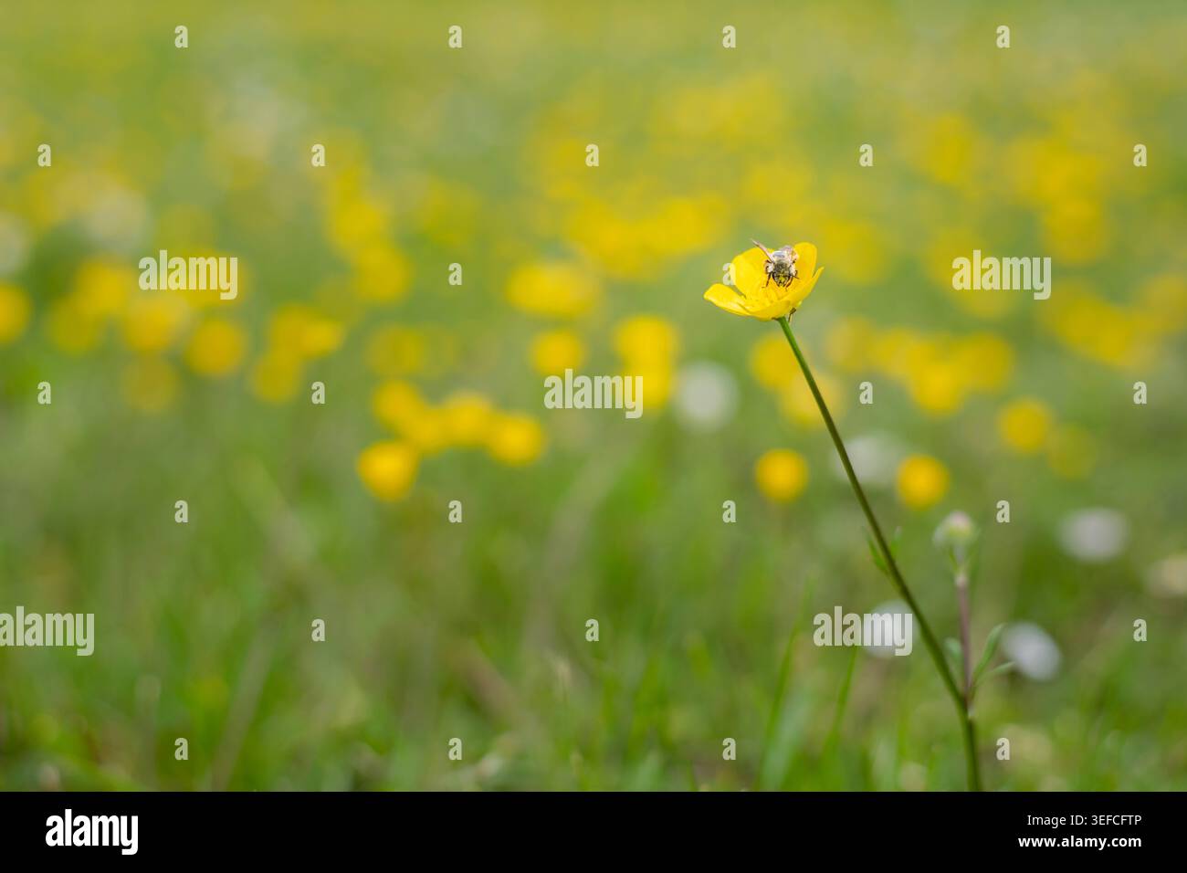 Buttercup jaune fleur Ranunculus accueille une petite abeille dans le pré de printemps Une prairie jaune vif Buttercup Ranunculus acris fleur avec une petite abeille au repos bl Banque D'Images
