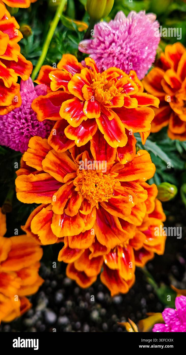 Capturé dans une nature morte macro, le souci met en valeur des pétales orange profond ornés de rouge, complétés par des fleurs violettes. Un éclairage doux met l'accent sur le textu Banque D'Images