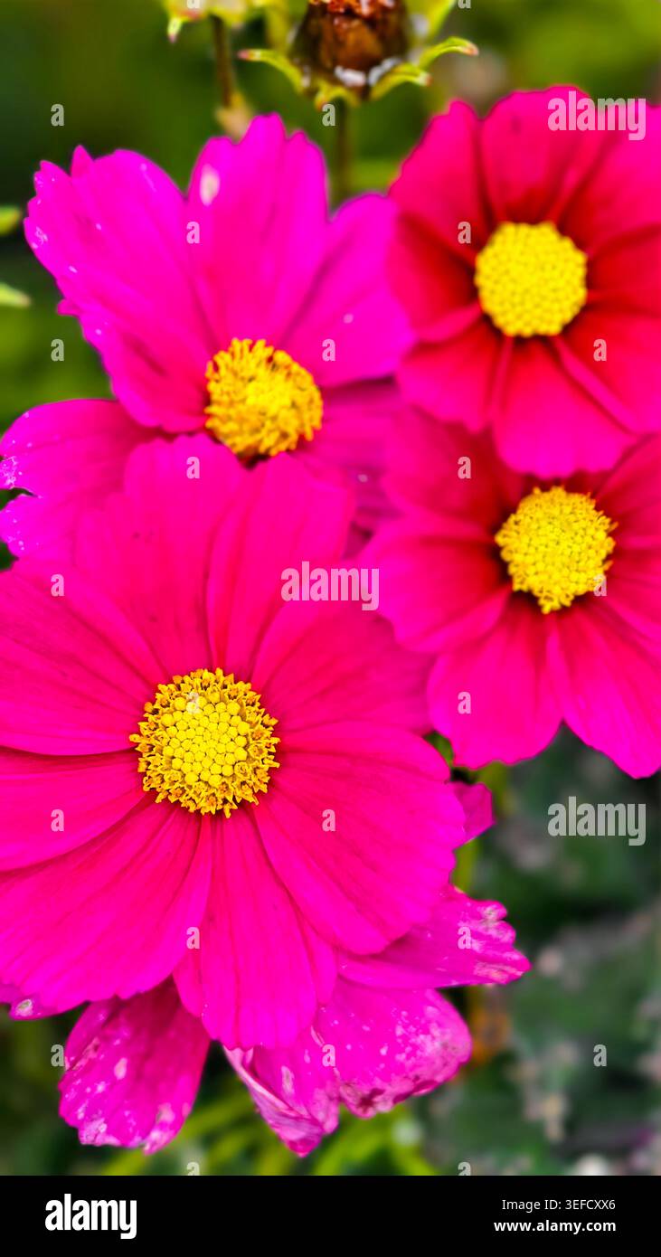 Macro Shot arbore des fleurs magenta éclatantes sur un paysage verdoyant floue. Un éclairage doux et diffus accentue la texture des pétales, ce qui leur convient Banque D'Images