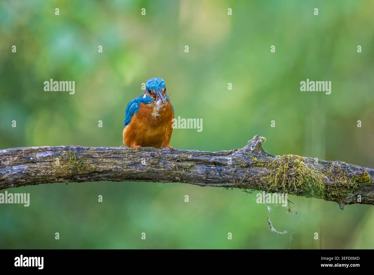 Un martin-pêcheur commun vibrant (Alcedo atthis) perché avec une larve de libellule dans son bec, montrant le comportement de chasse et la prédation de la faune dans a natura Banque D'Images
