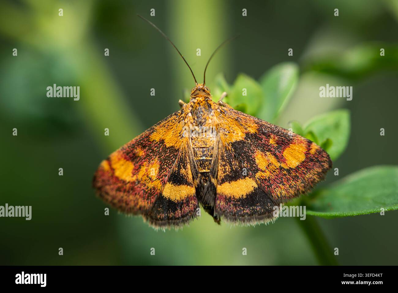 Menthe Pyrausta aurata étale des ailes orange et noires sur une plante verte Une petite menthe Pyrausta aurata étale son orange noir et rouge à motifs w Banque D'Images