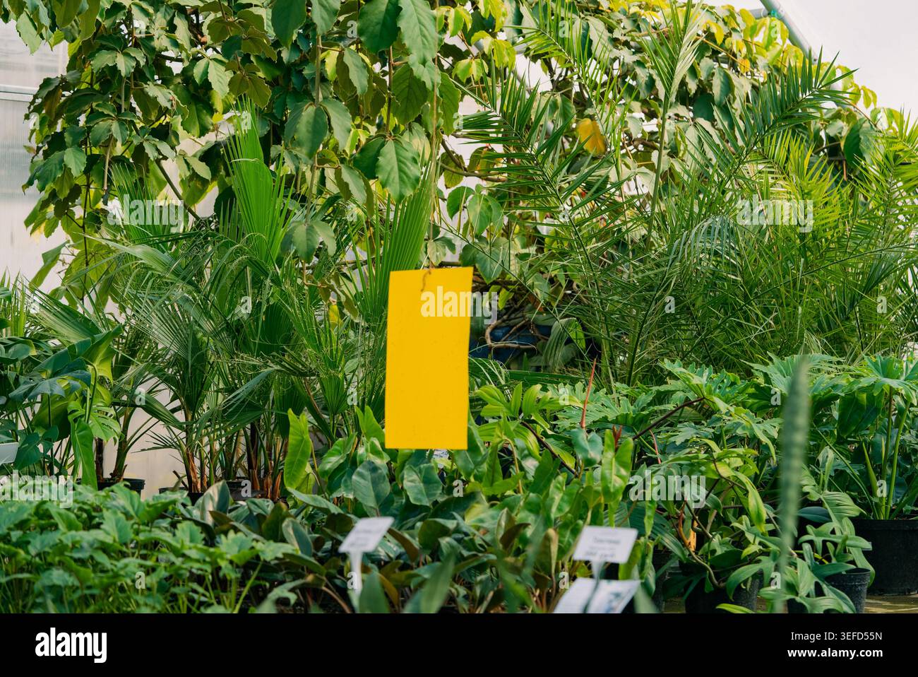 Piège collant jaune surveillant et gérant les insectes volants nuisibles dans une serre humide remplie de diverses plantes tropicales vertes, mettant en évidence les pratiques de gestion durable des insectes nuisibles en horticulture Banque D'Images