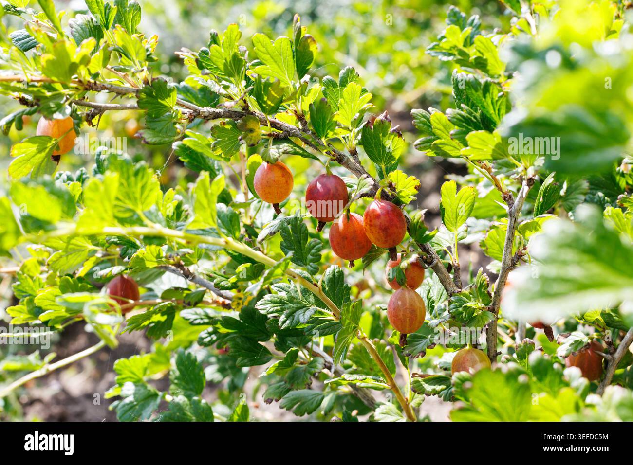 Gros plan d'une branche de groseille à maquereau avec des baies rouges mûres dans un jardin d'été. Fond vert flou avec bokeh doux et lumière du soleil brillante. Perfec Banque D'Images