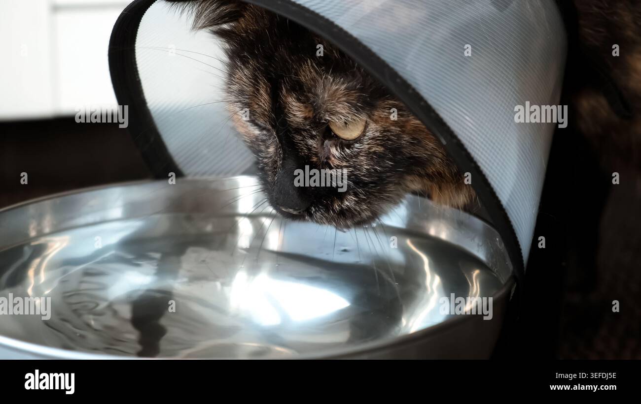 Chat malade avec un collier élisabéthain boit de l'eau dans un bol en métal. Restaurer la santé de l'animal après blessure. Un animal dans un cône empêche les démangeaisons de Banque D'Images