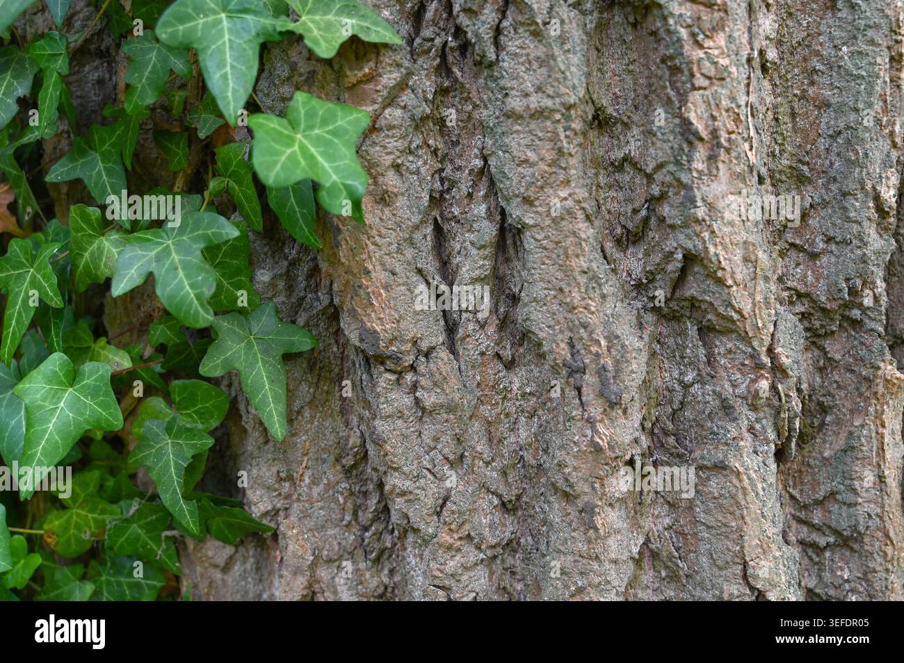 Gros plan lierre sur écorce d'arbre révélant des sillons profonds, des feuilles brillantes, des taches de lichen, de l'humidité fraîche, une texture tactile, atmosphère intime des bois, habitat Banque D'Images