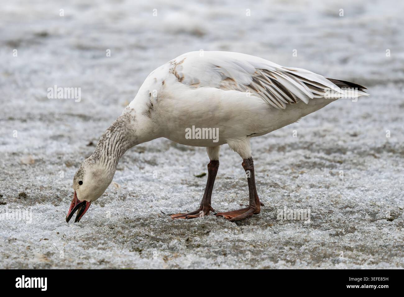 Recherche de l'oie des neiges sur la glace au lagon de Westchester dans le centre-sud de l'Alaska. Banque D'Images