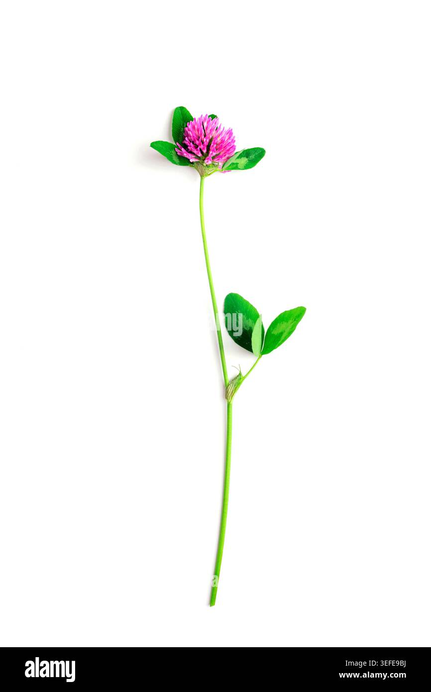 Fleur de trèfle rose isolée sur fond blanc. Banque D'Images