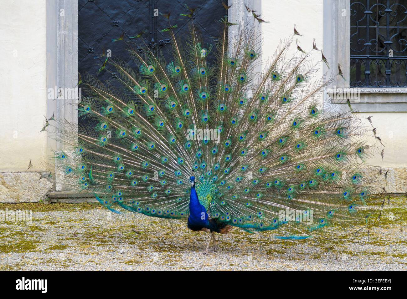 Un paon mâle affiche pleinement ses plumes de queue colorées et vibrantes devant le palais d'Eggenberg à Graz, en Autriche, en Europe Banque D'Images
