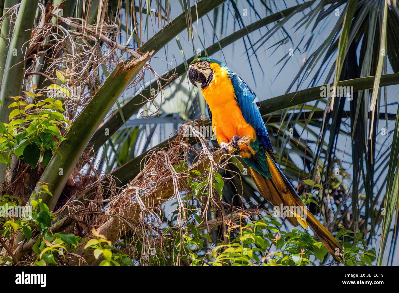 Aras bleu et or (Ara ararauna), également connu sous le nom d'aras bleu et jaune. Le perroquet est menacé par le commerce illégal des animaux de compagnie et les dommages à son habitat. Banque D'Images