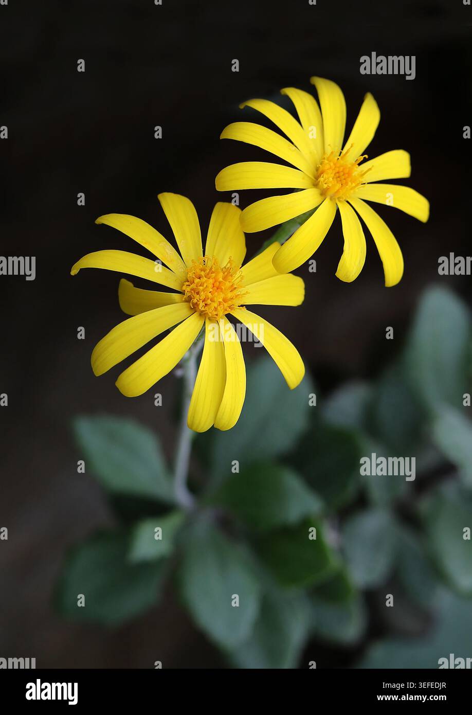 Senecio ou Caputia laineux, Caputia medley-woodii (Syn. Senecio medley-woodii), Asteraceae. Afrique du Sud. Caputia medley-woodii est une espèce de floweri Banque D'Images