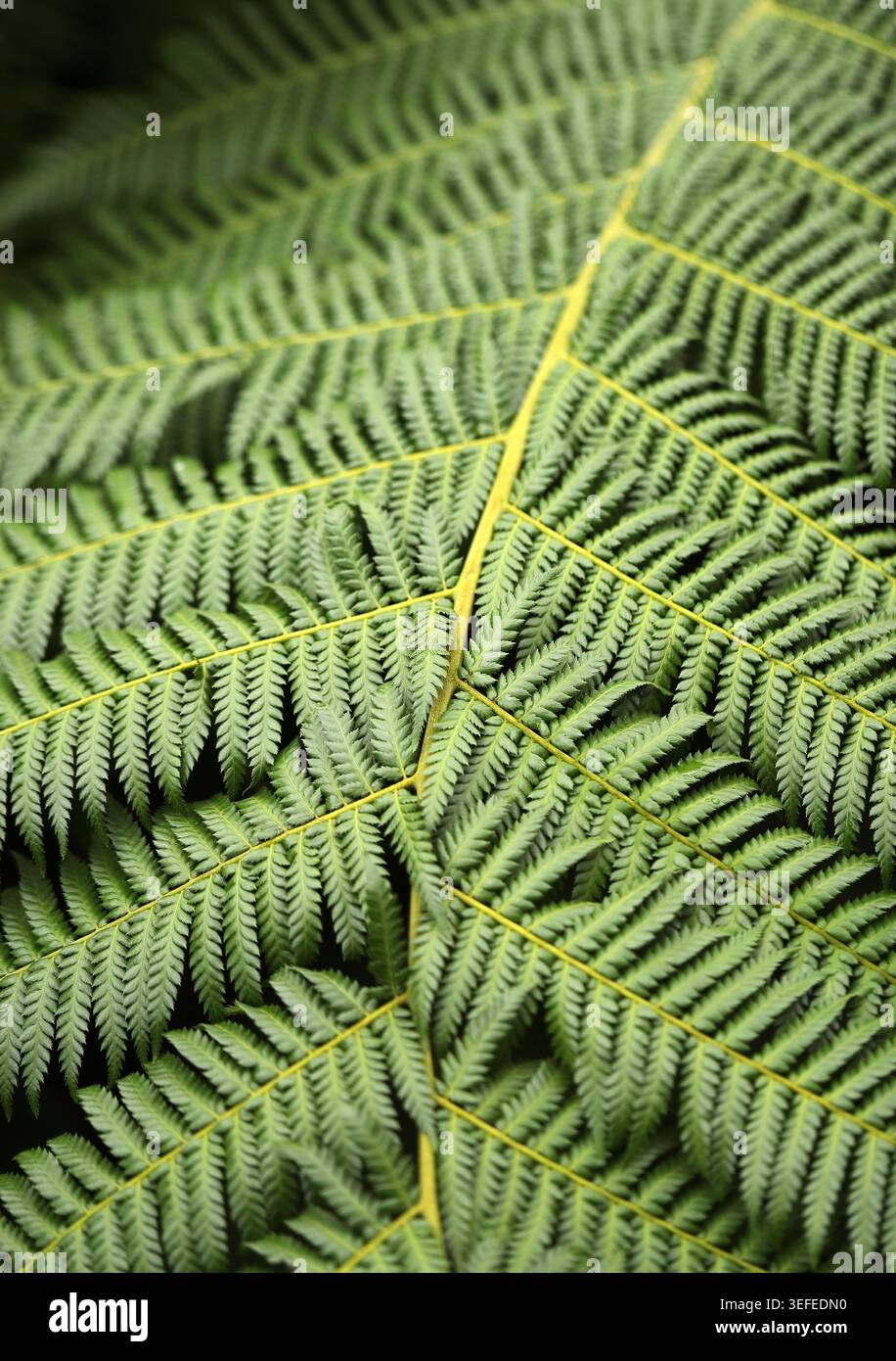Fronde, fougère molle, Dicksonia antarctica, Dicksoniaceae. Australie. Dicksonia antarctica, connue sous le nom de fougère des arbres mous, est une espèce de fougère. Banque D'Images