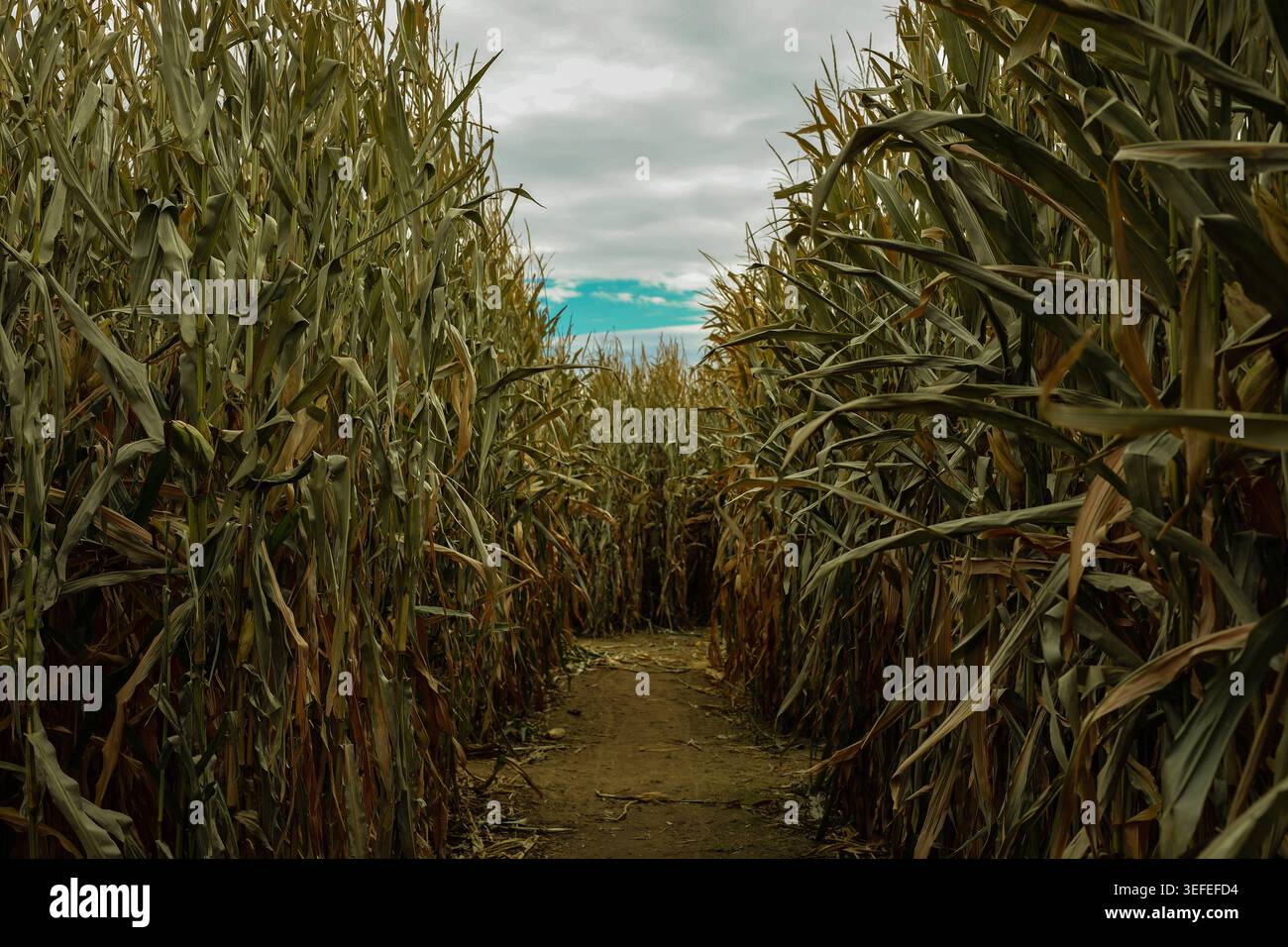 Le chemin étroit à travers le maïs d'automne Banque D'Images