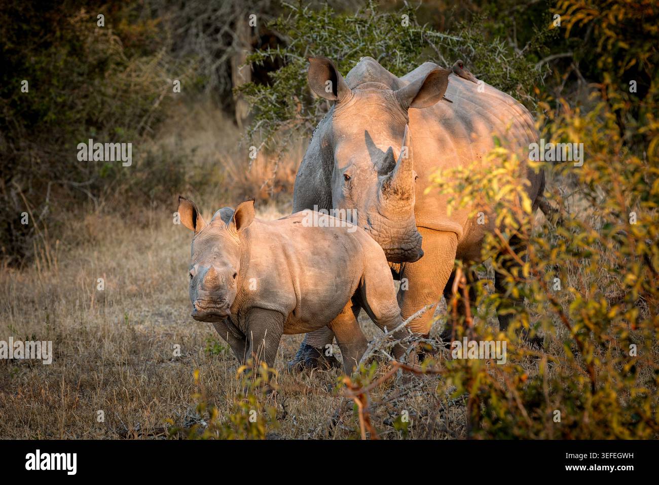 Rhinocéros blancs à Mala Mala Private Game Reserve en Afrique du Sud. © Copyright Stu porter African photo Safaris Banque D'Images