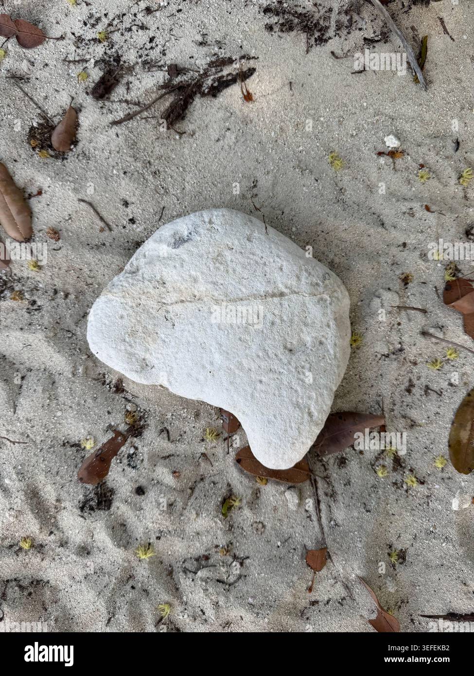 Une vue rapprochée de dessus d'une pièce de corail blanchi blanc en forme de coeur couché sur le sable de la plage tropicale pendant des vacances de croisière. Banque D'Images