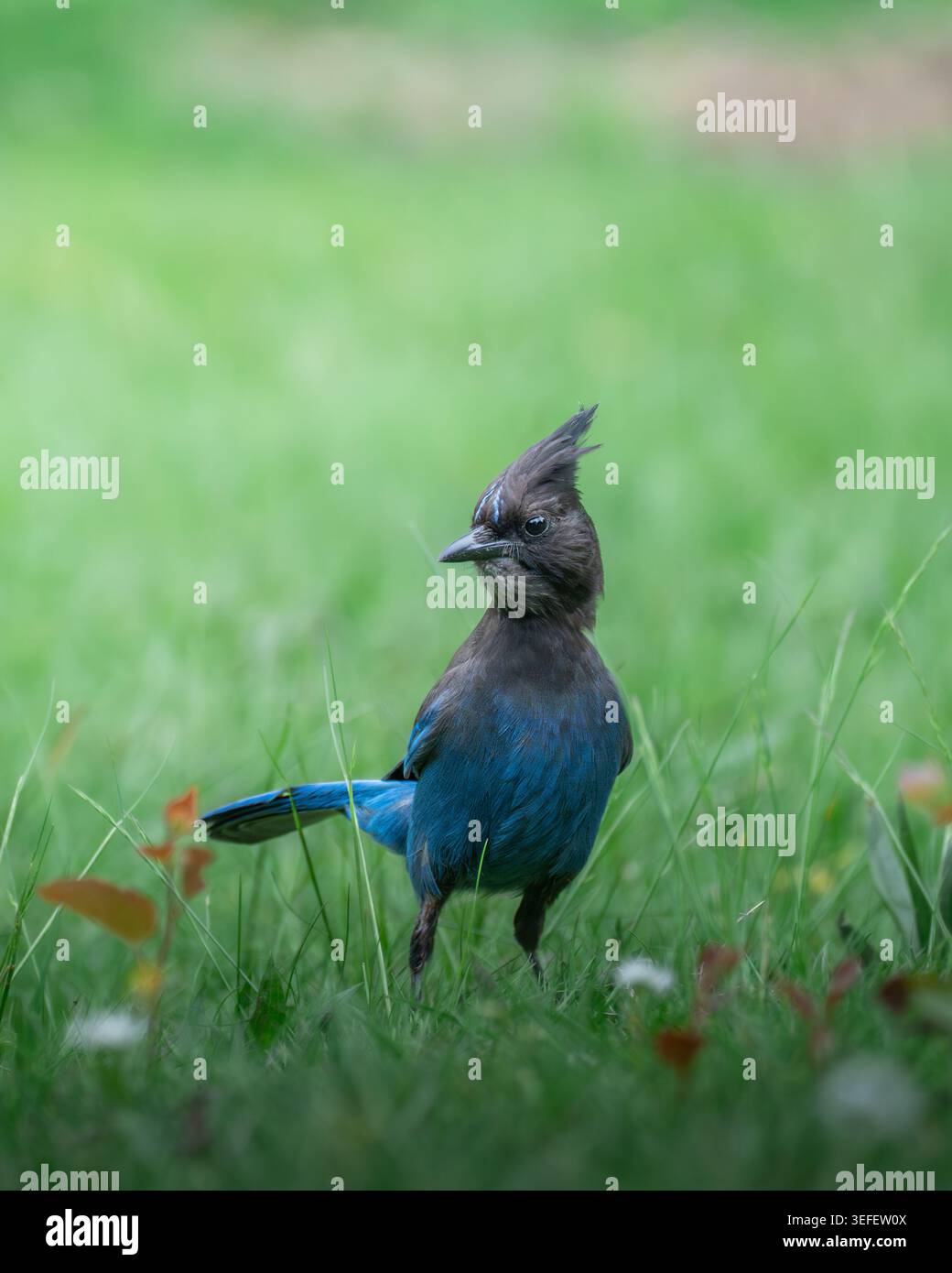 jay de Steller debout dans l'herbe verte avec un fond flou doux Banque D'Images