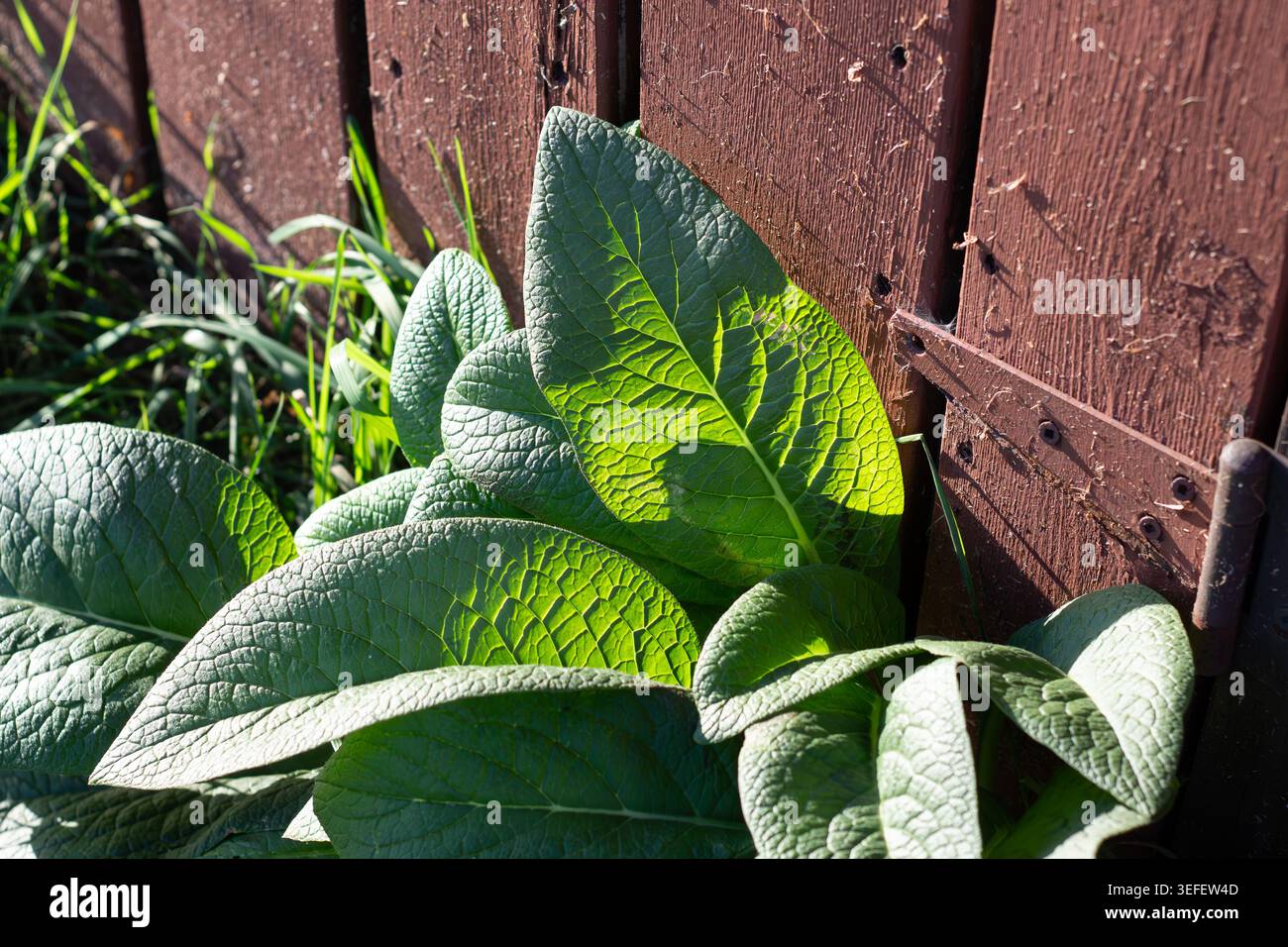 Big Beautiful Green Comfrey Leaves par Red Brown Fence Banque D'Images