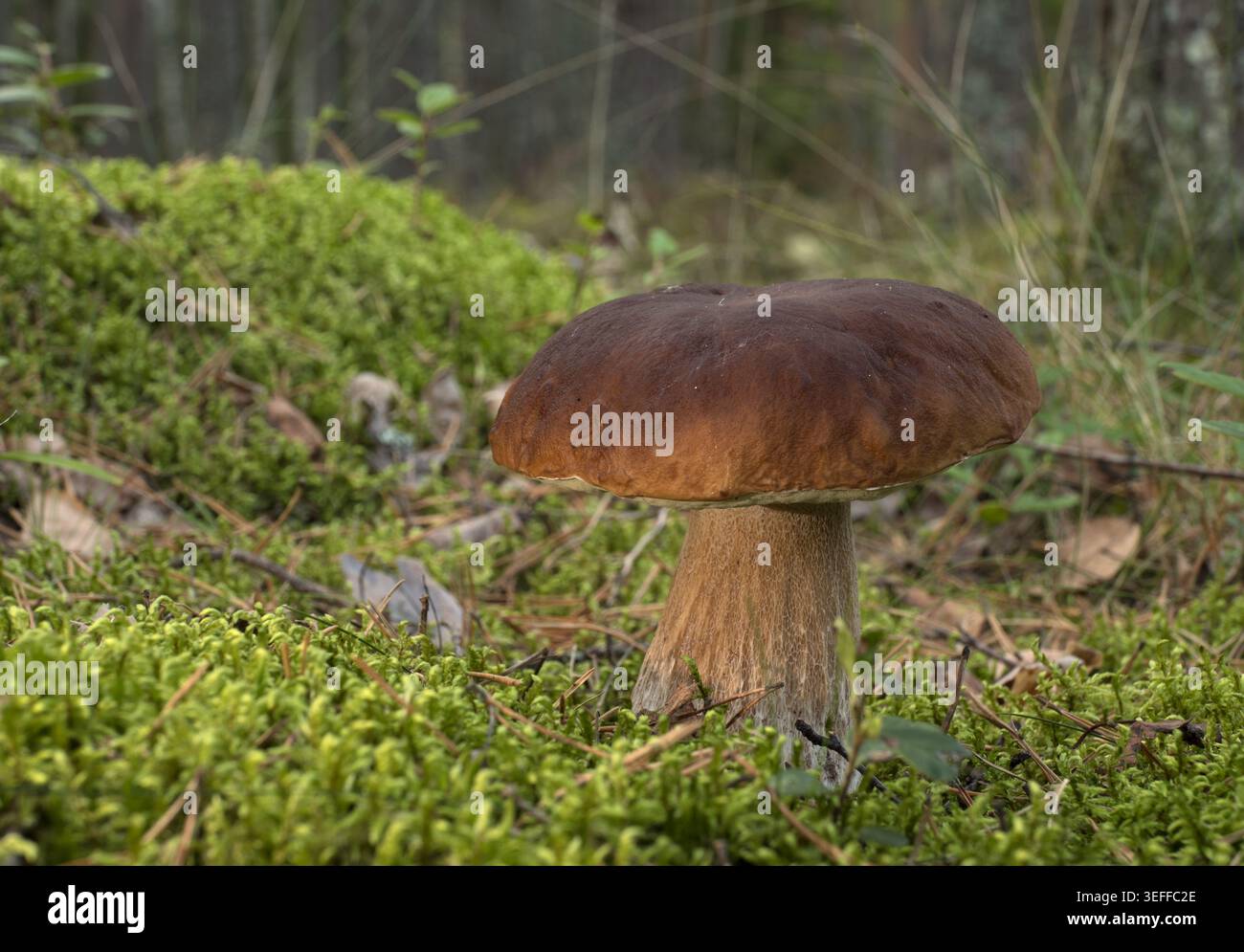 Champignon comestible poussant dans la mousse, dans la forêt par une journée ensoleillée Banque D'Images