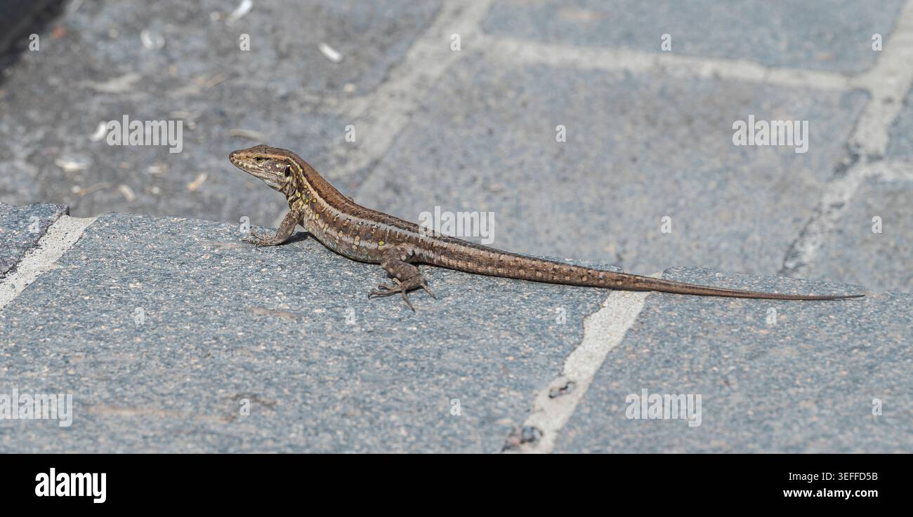 Gros plan d'un lézard Gallotia Galloti. L'espèce est originaire des îles Canaries de Tenerife et de la Palma. Photo prise à Puerto de la Cruz, Tenerif Banque D'Images
