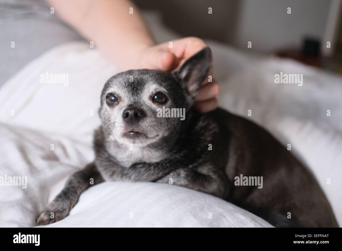 Moments matinaux avec un animal de compagnie Banque D'Images