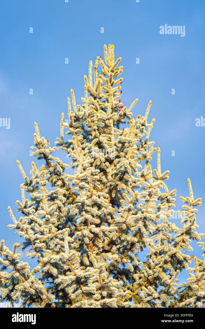 Sommet de l'épinette bleue du Colorado, Picea pungens glauca, avec des aiguilles givrées sur un ciel bleu vif. Banque D'Images