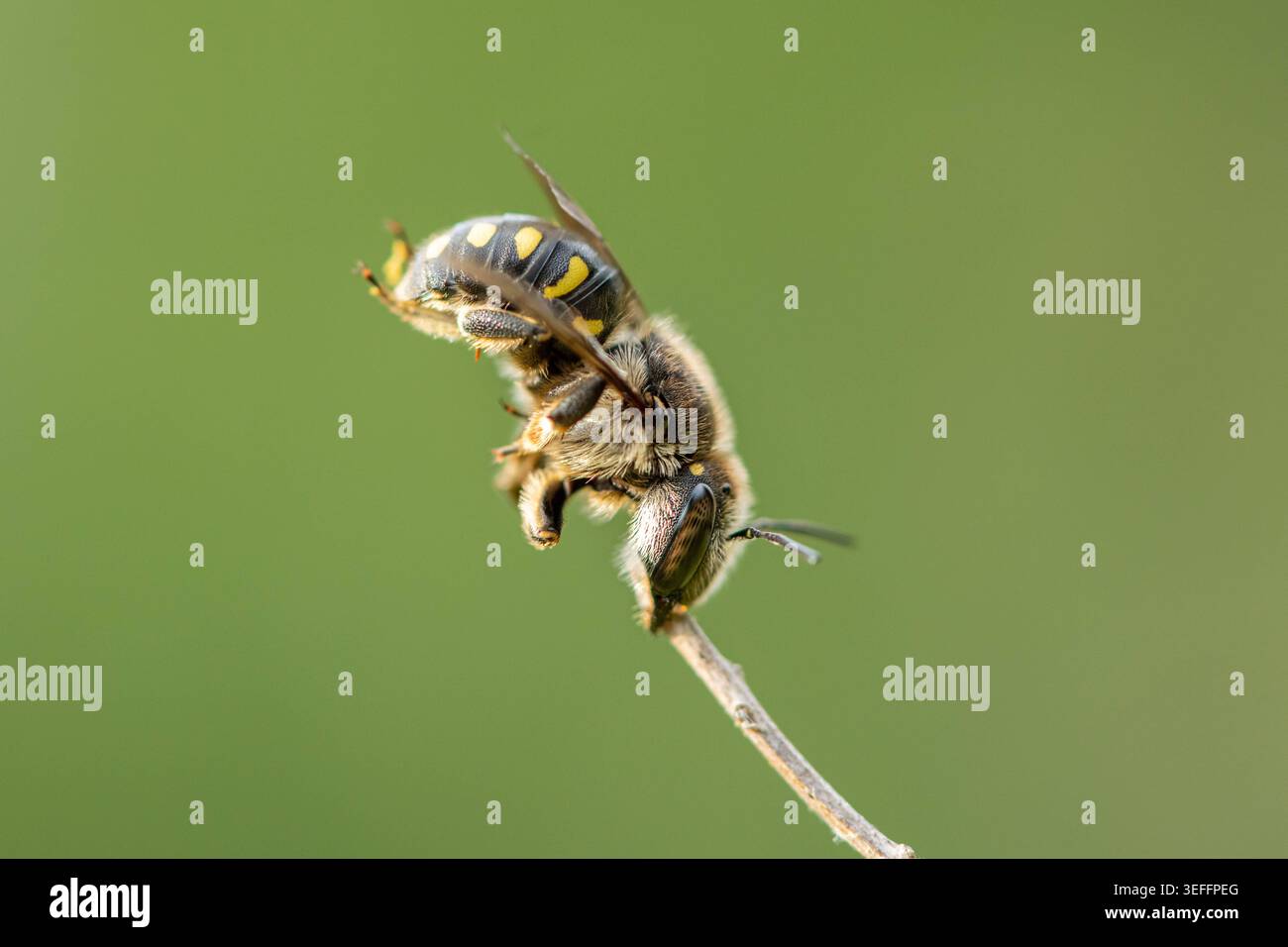 Abeille carde de laine mâle endormie Anthidium manicatum s'accroche à une brindille mince abeille carde de laine mâle endormie Anthidium manicatum avec abdomen jaune noir Banque D'Images