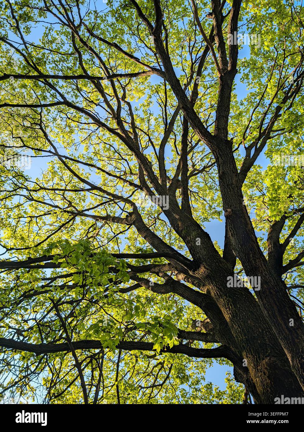 Couvert d'arbre ensoleillé avec des feuilles de printemps vertes fraîches. Vue en bas angle d'un grand arbre avec des branches tentaculaires, une écorce de tige sombre et des feuilles vertes éclatantes. Banque D'Images