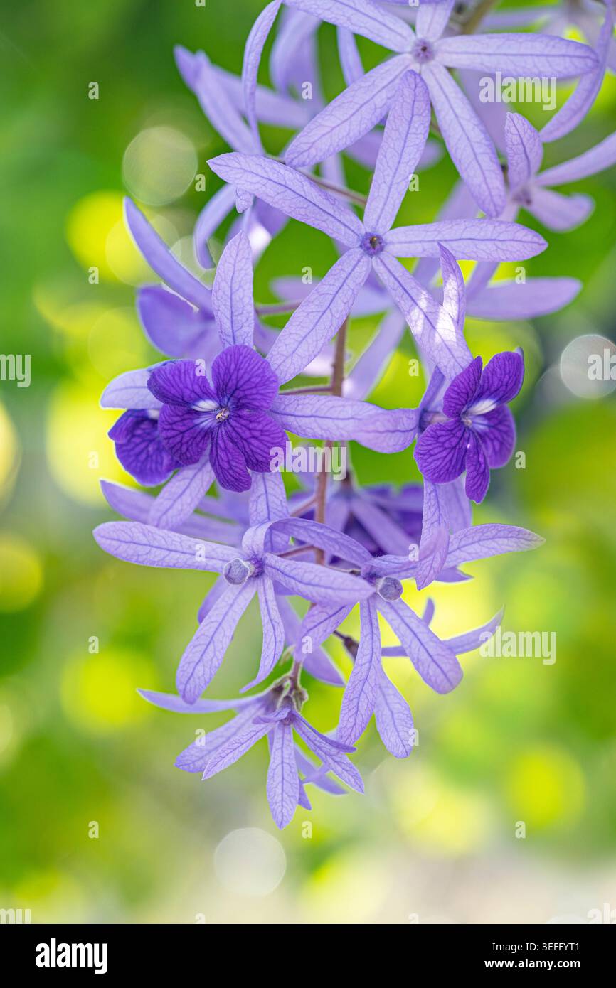 Gros plan à mise au point sélective Premium de Petrea volubilis, violet éclatant, ou de fleur de vigne en papier de verre, avec arrière-plan flou et espace texte. Banque D'Images