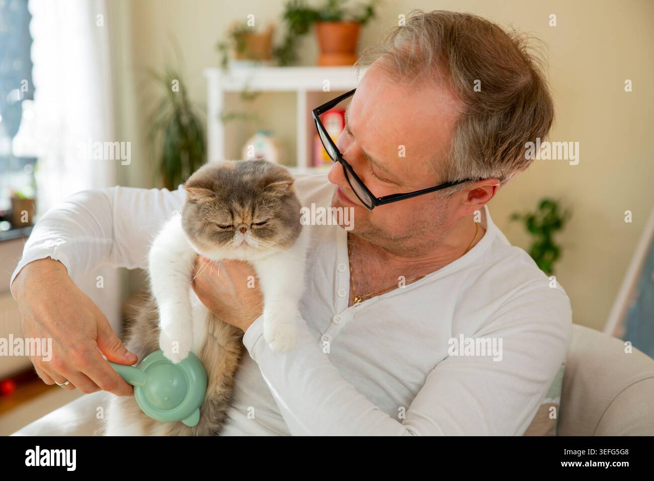 Homme mûr brossant un chat exotique mignon à la maison, routine de toilettage des animaux, soin des animaux, bien-être et mode de vie responsable de la propriété des animaux Banque D'Images
