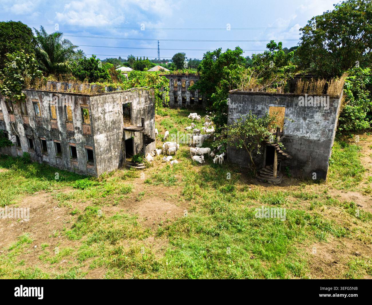Vue aérienne de bâtiments abandonnés sans toit envahis de verdure et de pâturage de bétail dans la cour à Ahoada I, Rivers, Nigeria. Banque D'Images