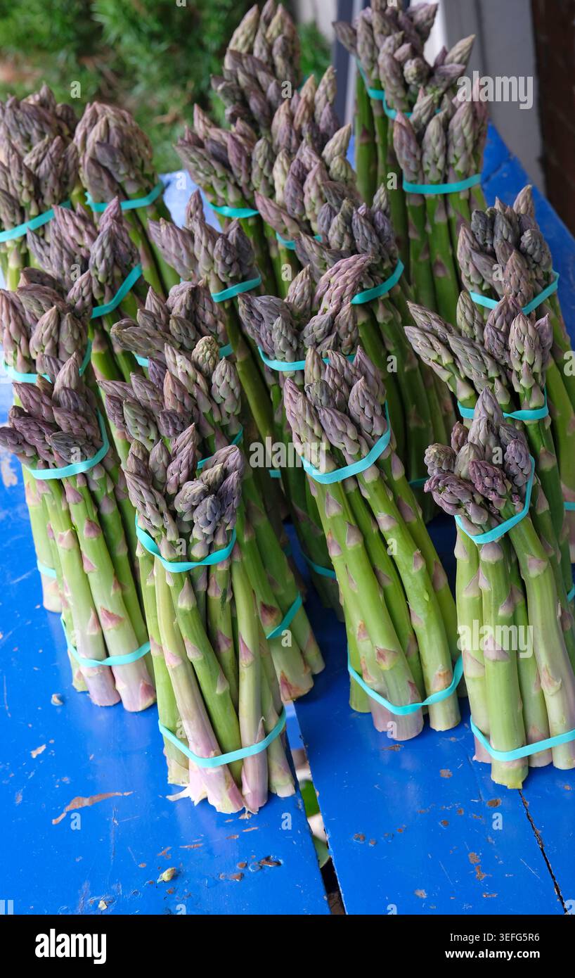 couper les asperges en paquets sur le dessus de table bleu, norfolk, angleterre Banque D'Images