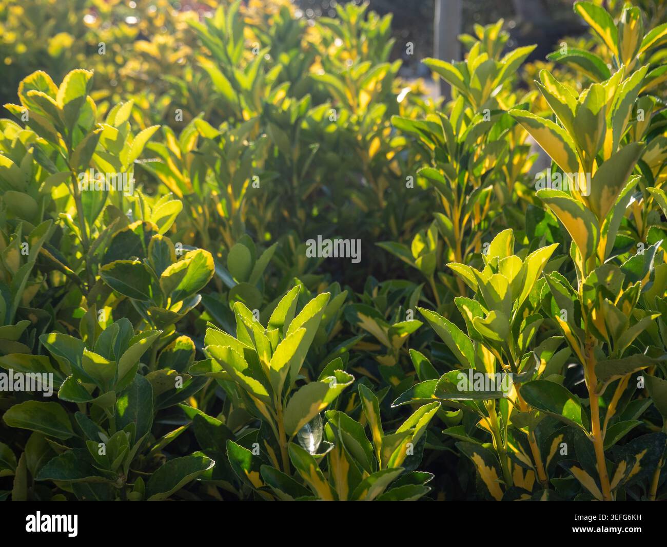 Gros plan d'un arbuste Euonymus vibrant avec un feuillage panaché vert et jaune. Les feuilles brillantes sont rétro-éclairées par la lumière du soleil dorée naturelle, créant un chaud Banque D'Images