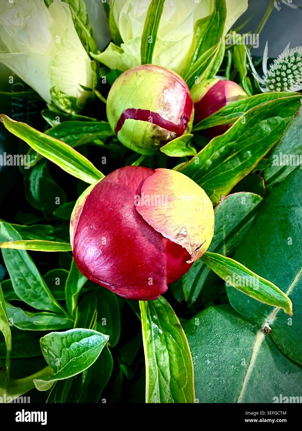 Une photographie rapprochée prise d'en haut d'un groupe de fleurs de pivoine fermées, montrant les pétales mous et les bourgeons arrondis à la lumière naturelle. Banque D'Images