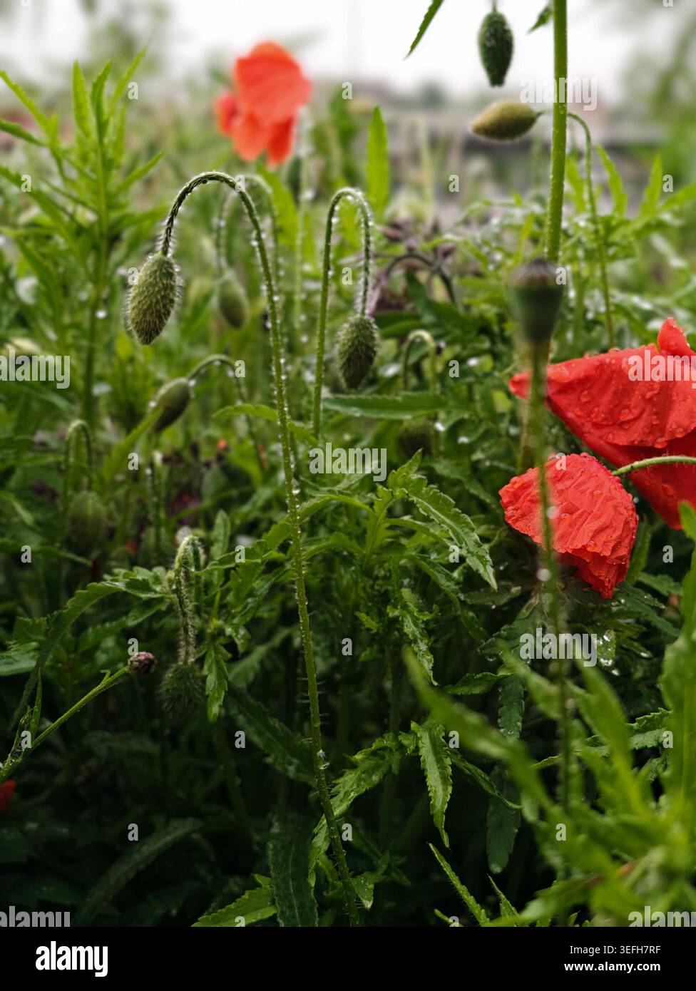 Drooping Poppy Buds avec gouttes de pluie, étude de texture botanique pour la conception florale et l'utilisation éditoriale, tiges recourbées Banque D'Images