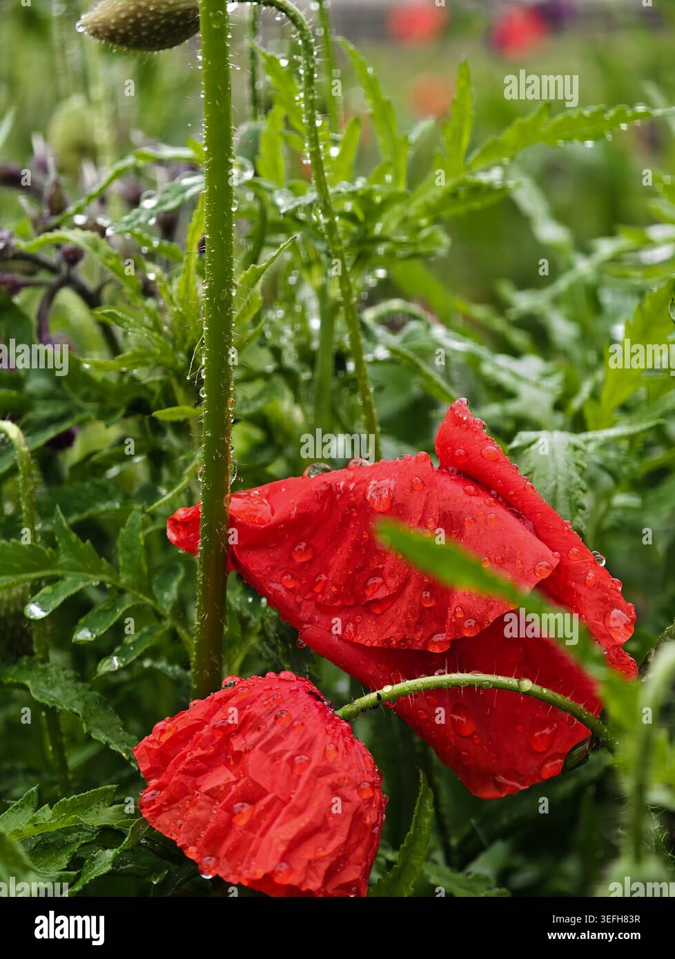Coquelicots rouges tombants épais avec pluie montrant des pétales froissés et des gouttelettes chatoyantes, émotif vers le bas Banque D'Images