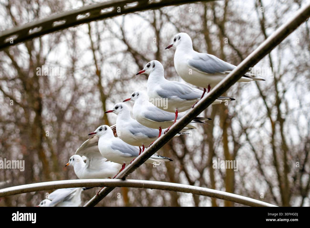 Ligne de goélands à tête noire perchés sur une arche métallique courbée dans un parc de la ville. Groupe d'oiseaux sauvages reposant ensemble sur une structure urbaine. Chroicocéphalus Banque D'Images