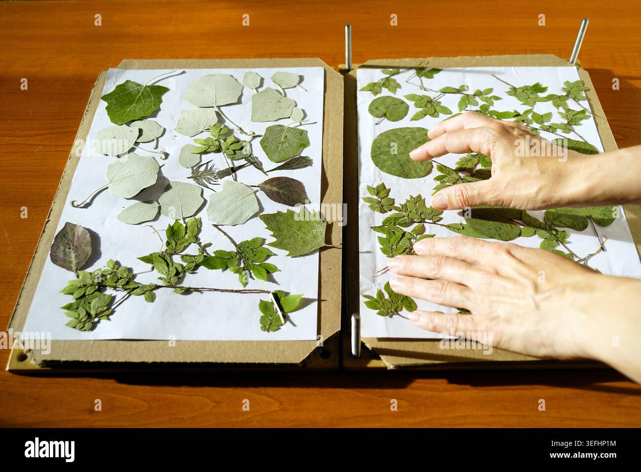 Mains triant les feuilles séchées dans la presse d'herbier. Transmet la collecte systématique des feuilles, l'étude de la biodiversité botanique et les pratiques de passe-temps de vie lente. Banque D'Images