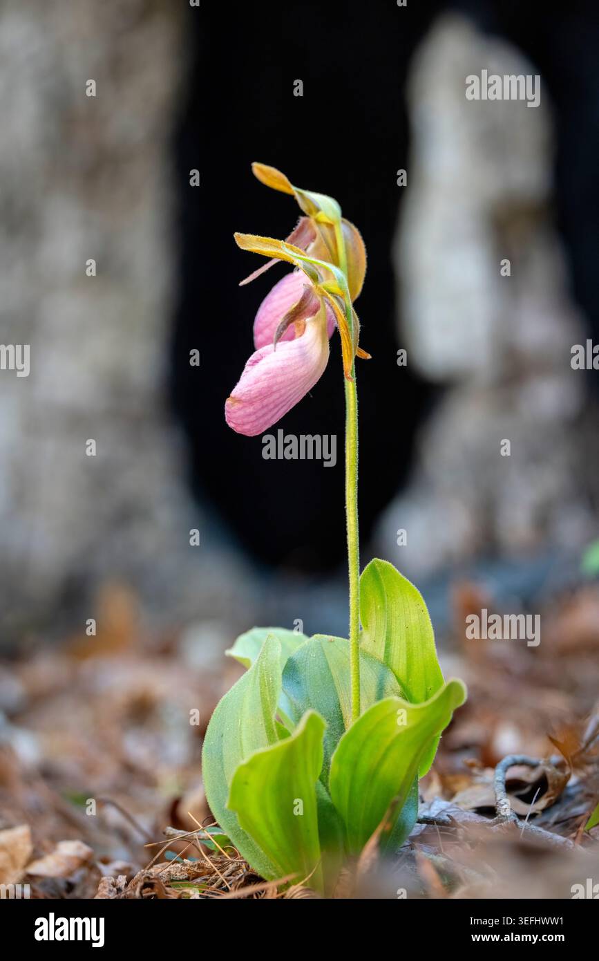 Paire d'orchidées Pink Lady's Slipper (Cypripedium acaule) émergeant après brûlure prescrite dans la forêt récréative de l'État de DuPont - près de Brevard, North Caro Banque D'Images