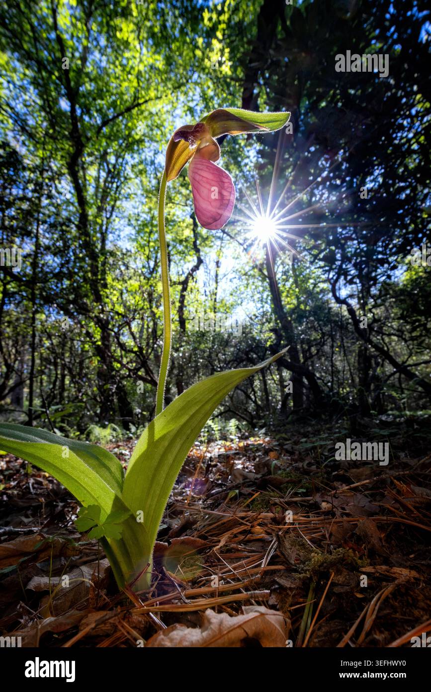 Pink Lady's Slipper Orchid (Cypripedium acaule) - Pink Beds Loop Trail, Pisgah National Forest, près de Brevard, Caroline du Nord, États-Unis Banque D'Images