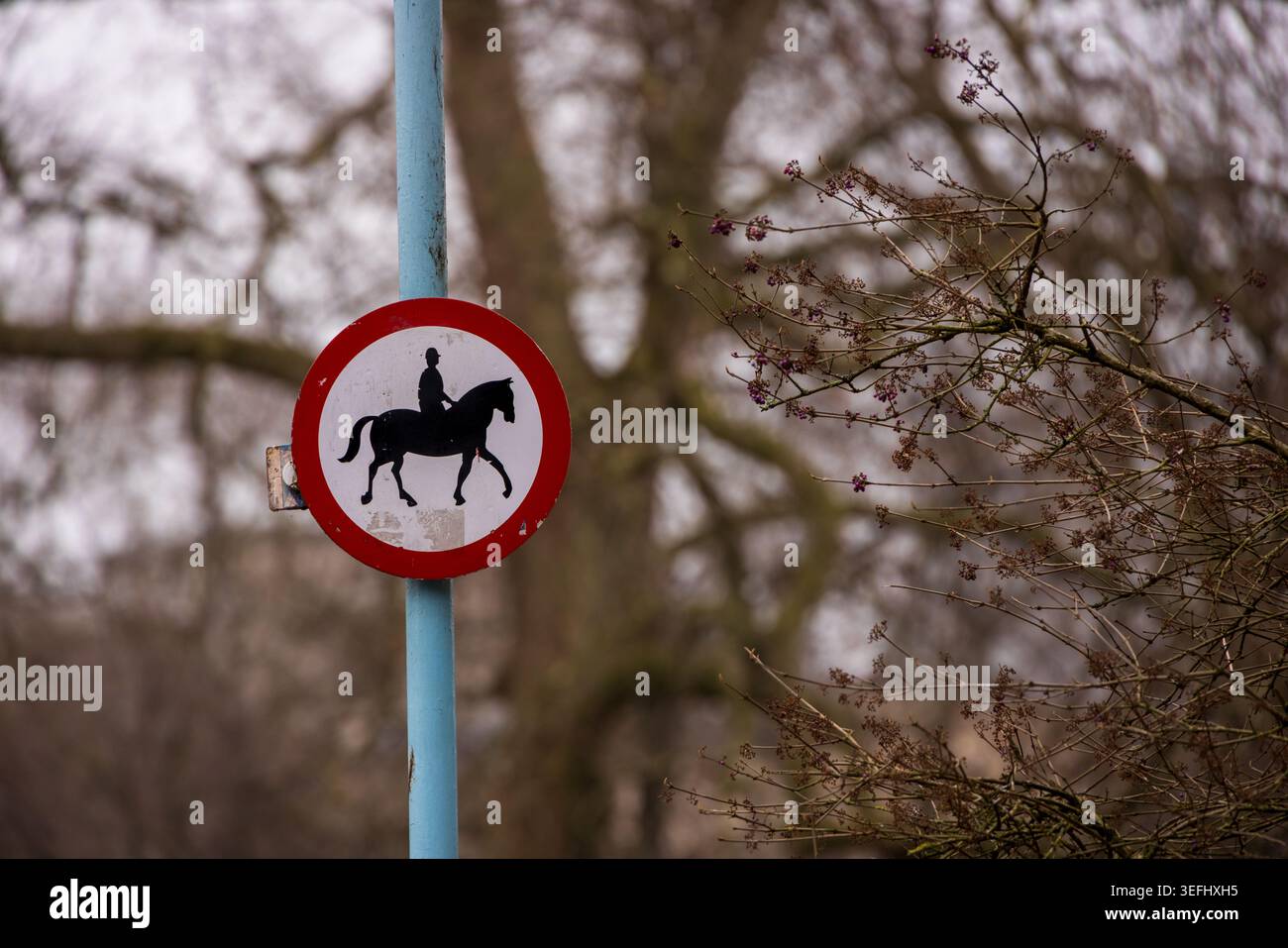 Vue d'un panneau circulaire sans équitation avec une bordure rouge et une silhouette noire sur un poteau bleu contre des arbres flous à Londres, Angleterre, United Ki Banque D'Images