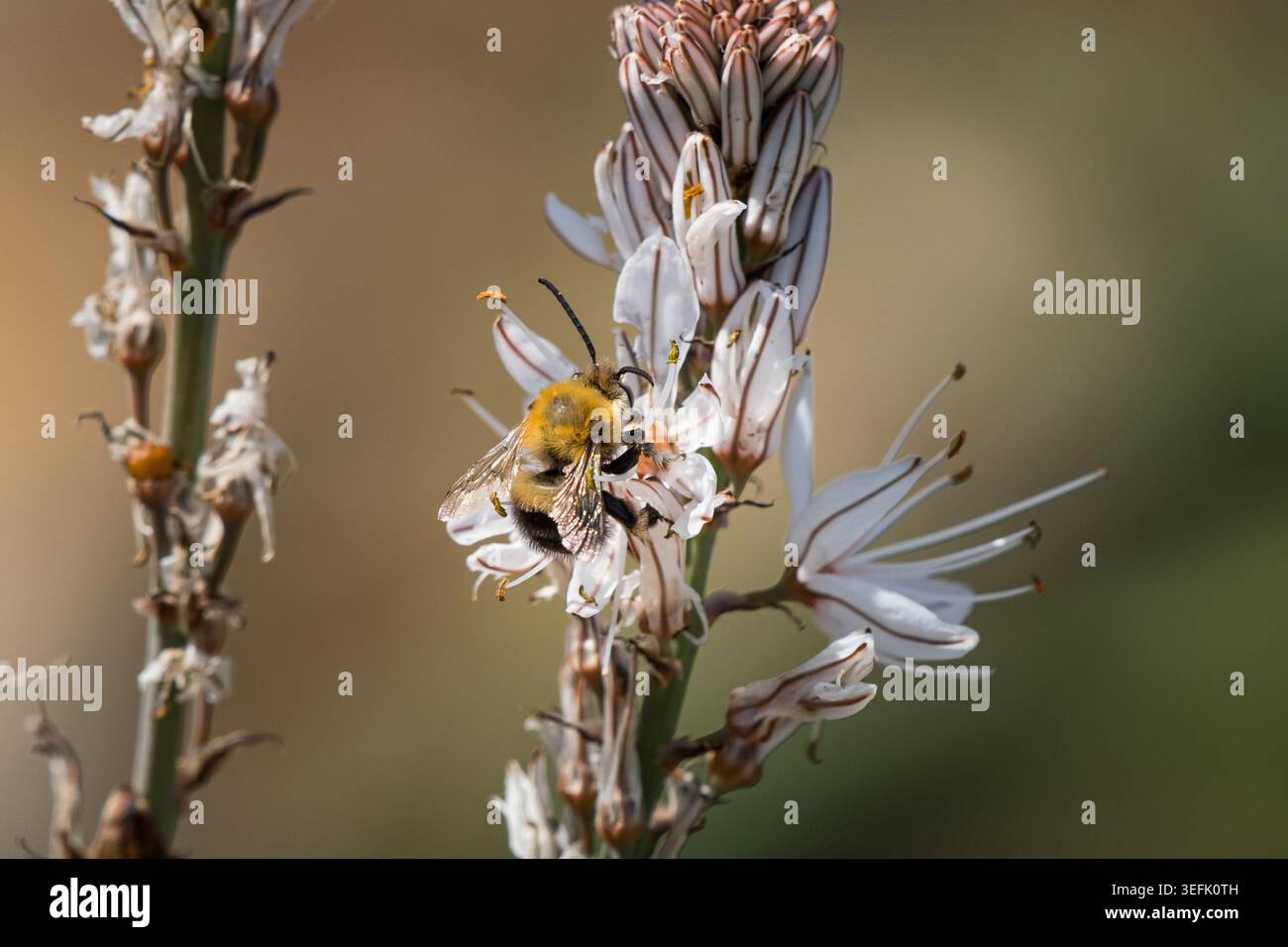 Une abeille cardée commune Bombus pascuorum recueille le nectar des fleurs d'asphodel blanc Asphodelus albus sur une pente insulaire méditerranéenne au printemps. Banque D'Images