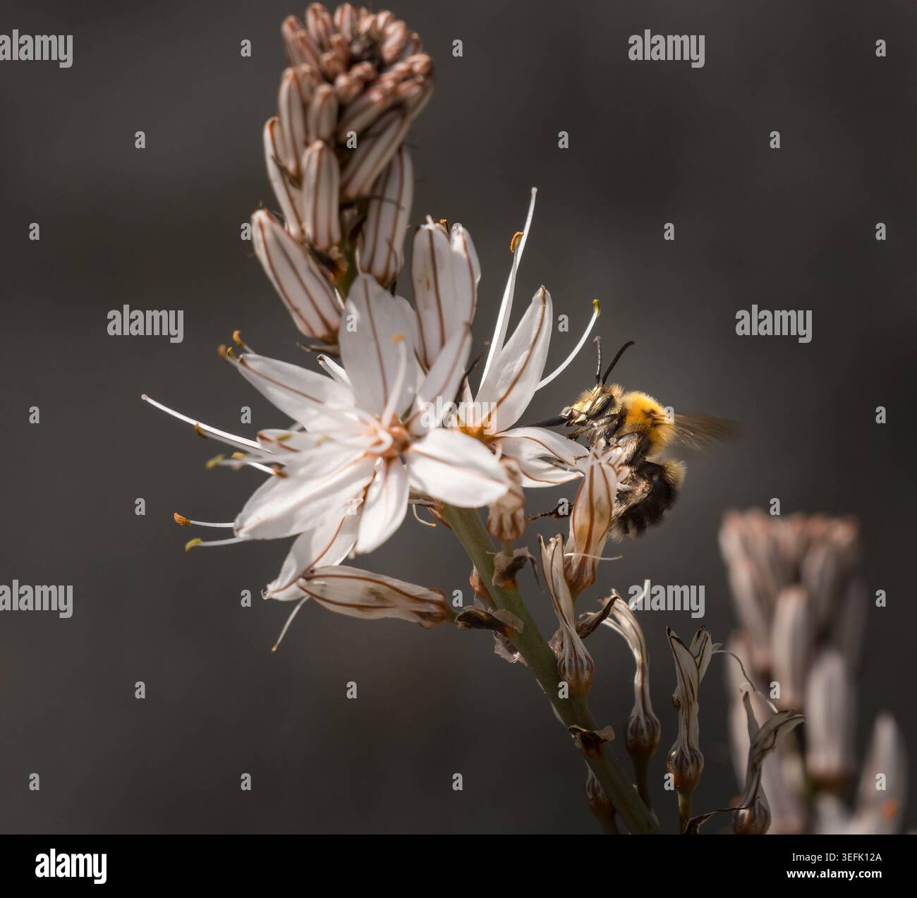 Un bourdon commun Bombus pascuorum grimpe sur la tige mince d'un asphodel blanc Asphodelus albus sur une île méditerranéenne au printemps. Banque D'Images