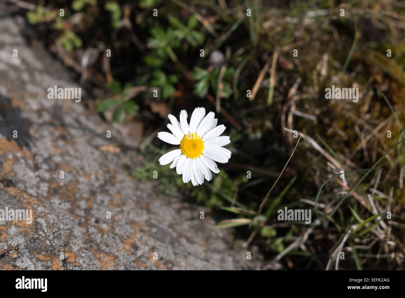 Marguerite commune (Bellis perennis) poussant sur la côte de la Finlande. Banque D'Images