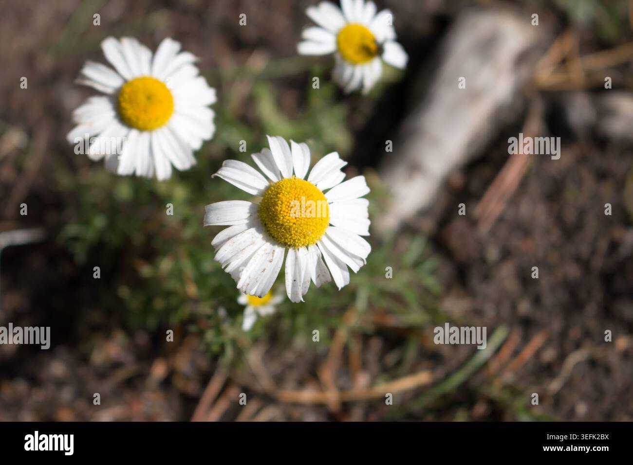 Marguerite commune (Bellis perennis) poussant sur la côte de la Finlande. Banque D'Images