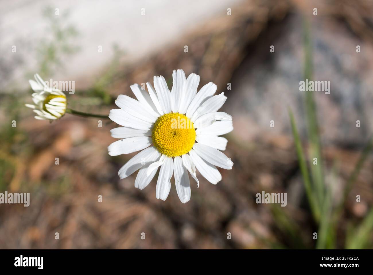 Marguerite commune (Bellis perennis) poussant sur la côte de la Finlande. Banque D'Images