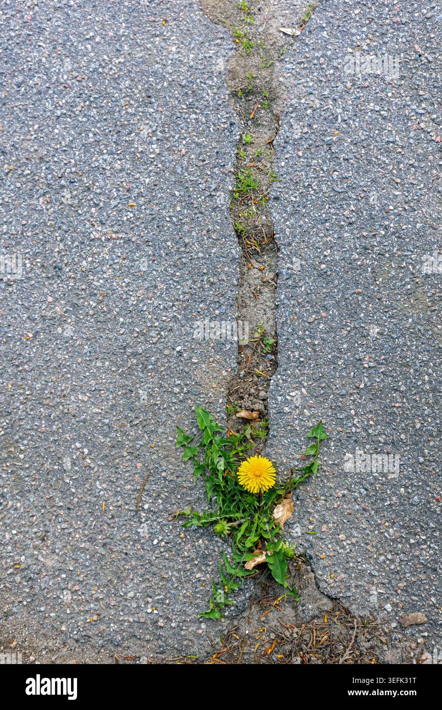 Pissenlit commun (Taraxacum officinale / Taraxacum sect. Ruderalia), plante pionnière dans la culture de fleurs en fissure de tarmacadam / tarmac dans la rue Banque D'Images